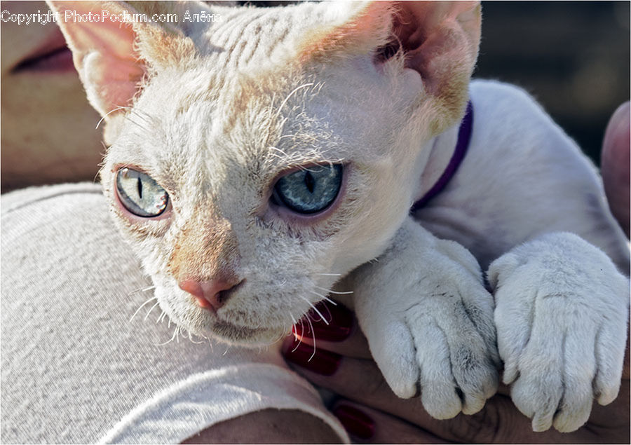 Animal, Cat, Pet, Siamese, Abyssinian, Mammal, Kitten