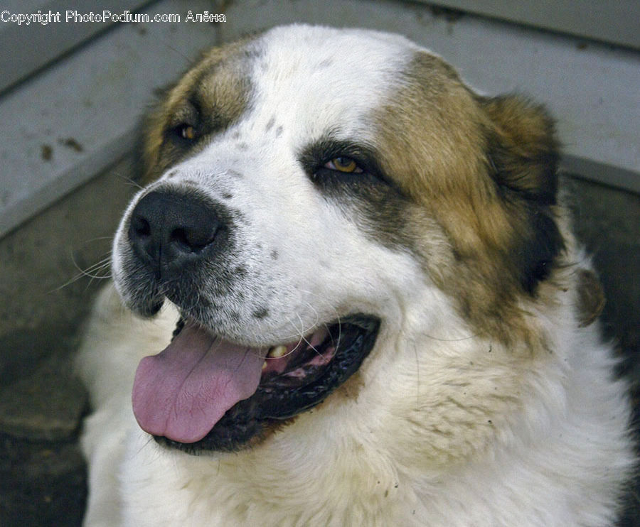 Animal, Canine, Collie, Dog, Mammal, Pet, Saint Bernard