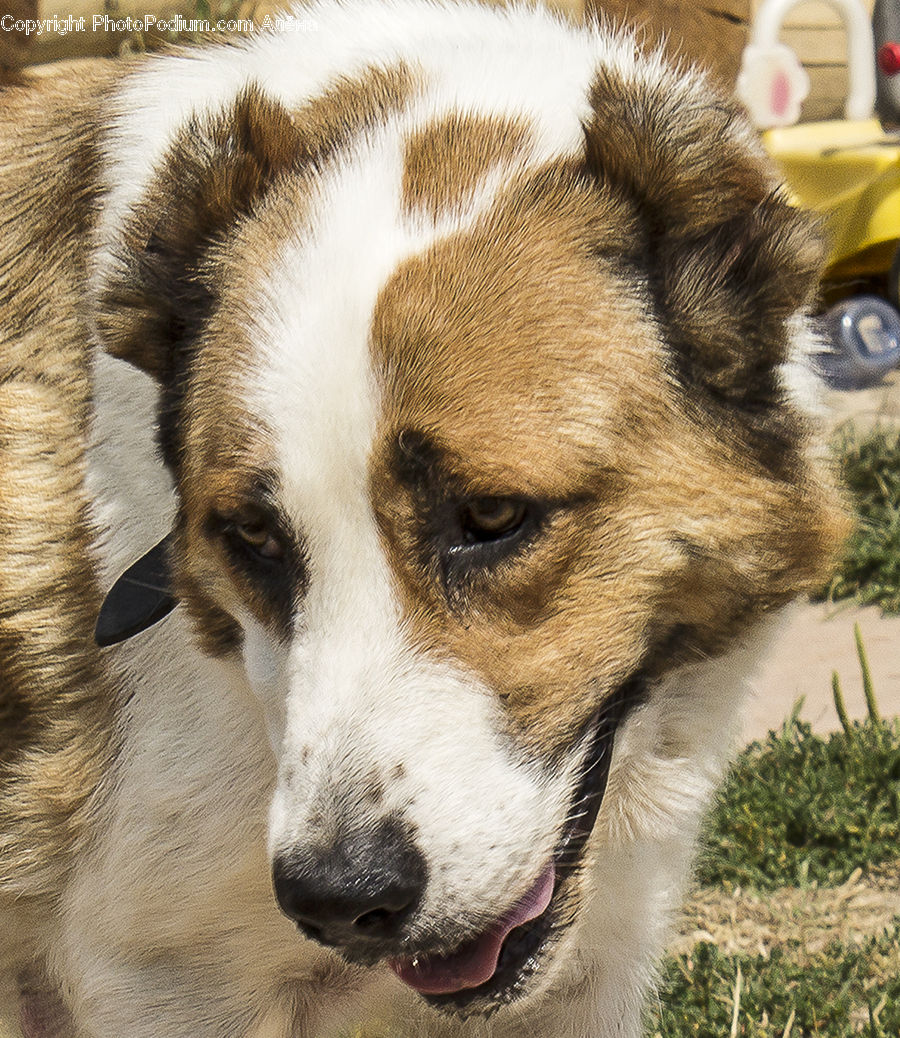 Animal, Canine, Dog, Husky, Mammal, Pet, Collie