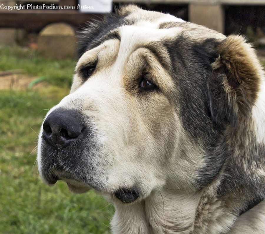 Animal, Canine, Dog, Golden Retriever, Mammal, Pet, Face