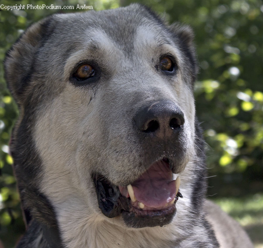 Animal, Canine, Dog, Husky, Mammal, Pet, Golden Retriever