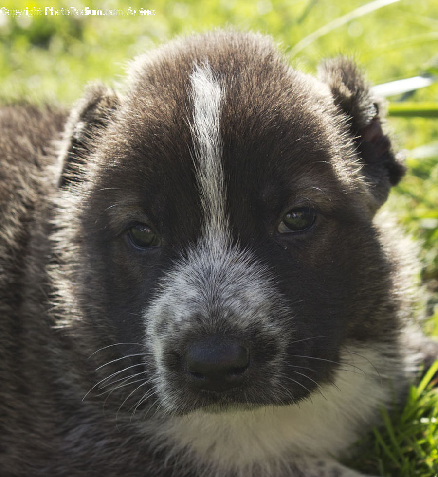 Animal, Canine, Dog, Mammal, Pet, Puppy, Husky