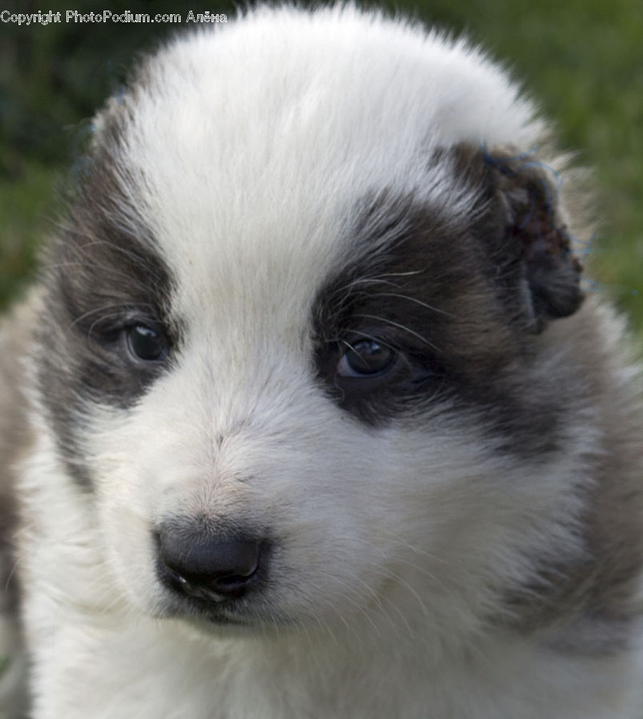 Animal, Canine, Dog, Mammal, Pet, Puppy, Husky