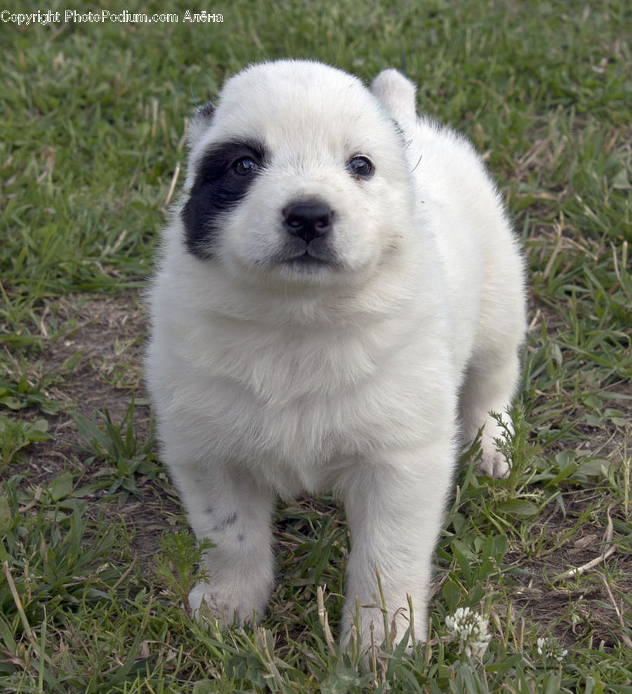 Animal, Canine, Dog, Mammal, Pet, Puppy, Eskimo Dog