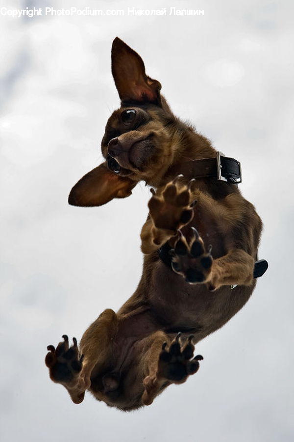 Animal, Boxer, Bulldog, Canine, Dog, Mammal, Pet