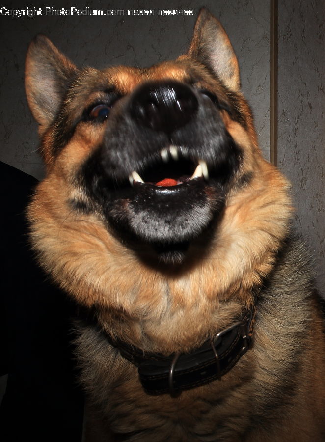 Animal, Canine, Dog, German Shepherd, Mammal, Pet, Husky