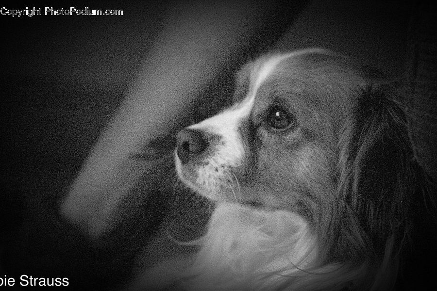 Animal, Canine, Cocker Spaniel, Dog, Mammal, Pet, Spaniel