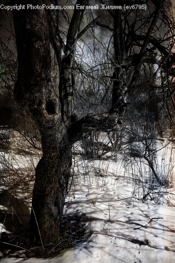 Plant, Tree, Oak, Wood, Forest, Vegetation, Conifer