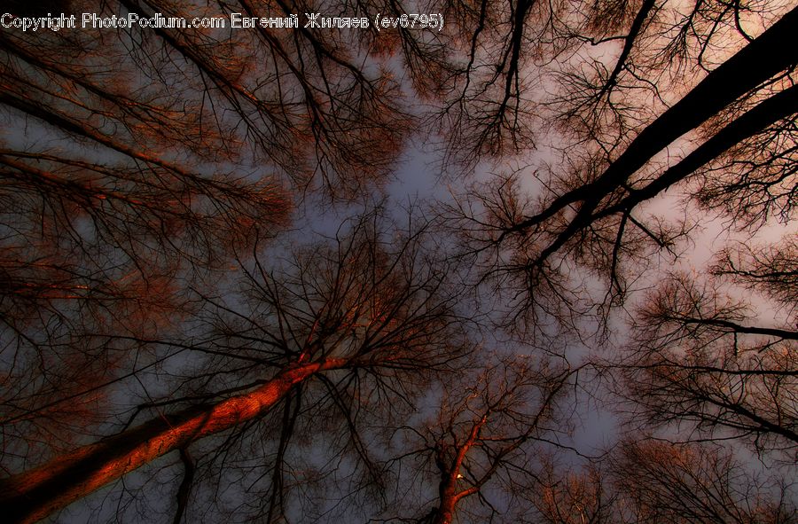 Dawn, Dusk, Red Sky, Sky, Sunrise, Sunset, Birch