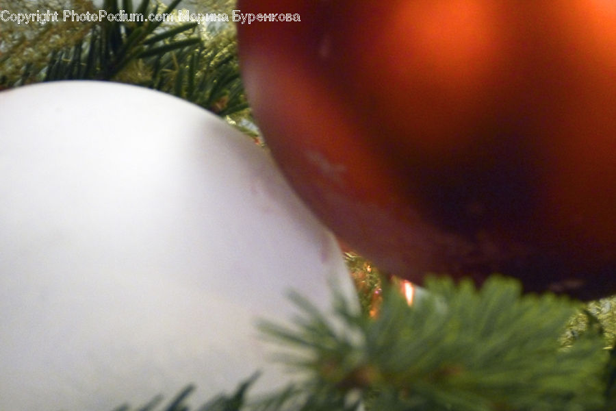 Plant, Potted Plant, Asparagus, Produce, Vegetable, Conifer, Fir