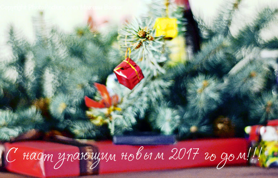 Gift, Home Decor, Linen, Tablecloth, Conifer, Fir, Plant