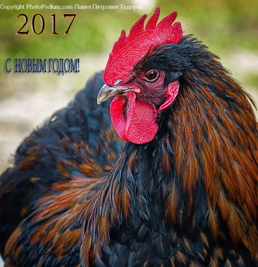 Bird, Chicken, Cock Bird, Fowl, Rooster, Poultry