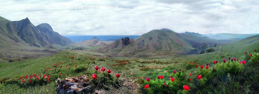 Blossom, Flora, Flower, Plant, Tulip, Poppy, Field