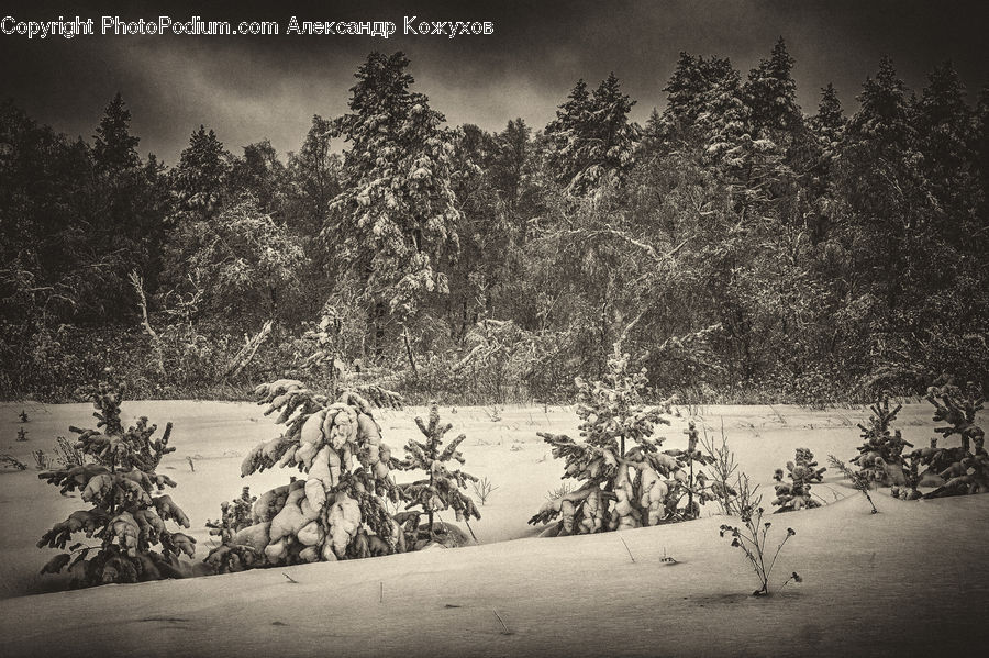 Ice, Outdoors, Snow, Plant, Tree, Sand, Soil