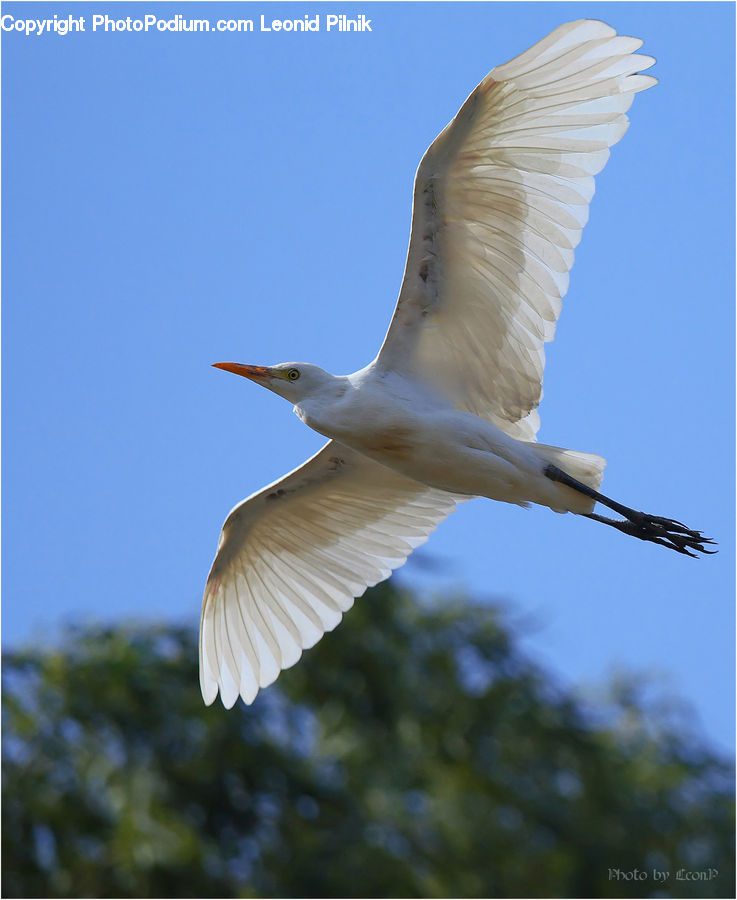 Bird, Crane Bird, Heron, Seagull, Beak, Booby, Head