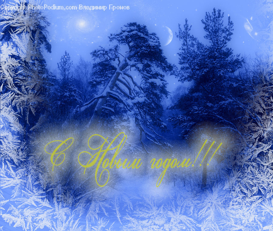 Conifer, Fir, Pine, Spruce, Wood, Plant, Tree