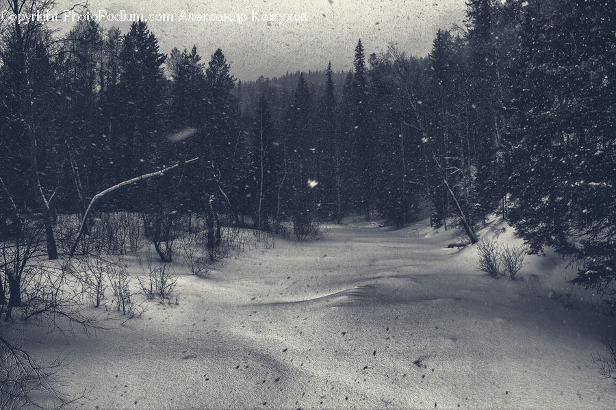 Forest, Vegetation, Ice, Outdoors, Snow, Dirt Road, Gravel