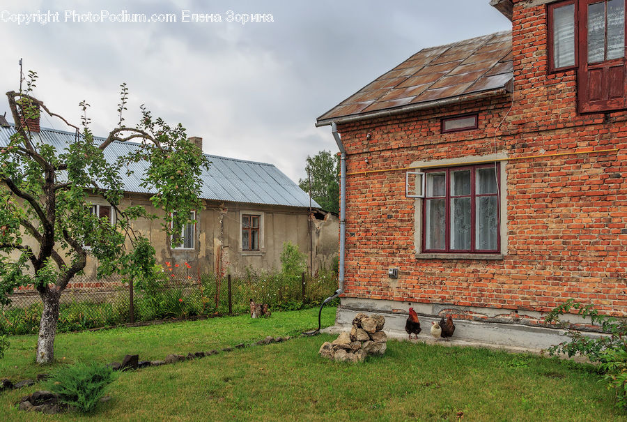 Brick, Building, Cottage, Housing, Ivy, Plant, Vine
