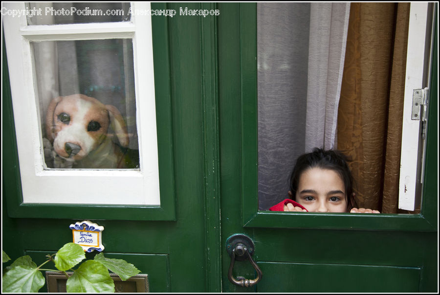 People, Person, Human, Animal, Beagle, Canine, Dog