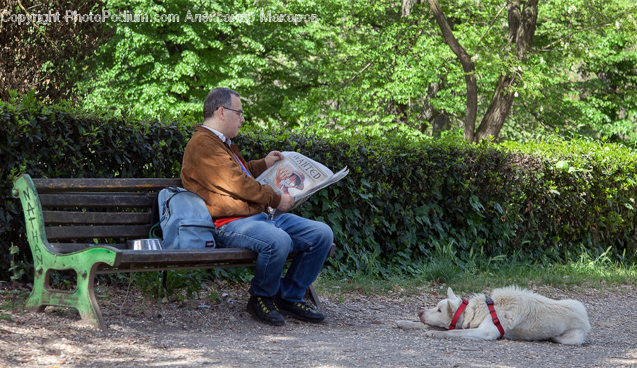 People, Person, Human, Bench, Park Bench, Adorable, Animal