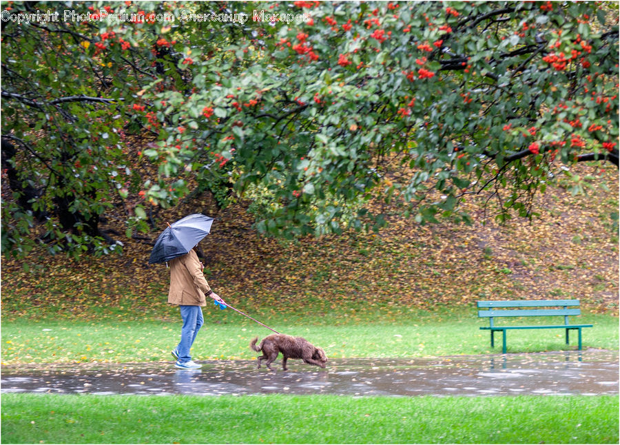 People, Person, Human, Umbrella, Bush, Plant, Vegetation