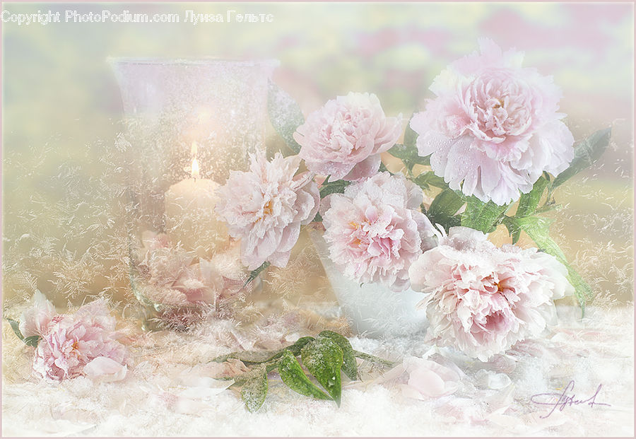 Blossom, Flower, Peony, Plant, Flora, Cherry Blossom, Carnation
