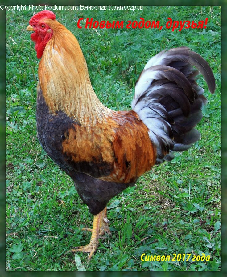 Bird, Chicken, Cock Bird, Fowl, Rooster, Poultry
