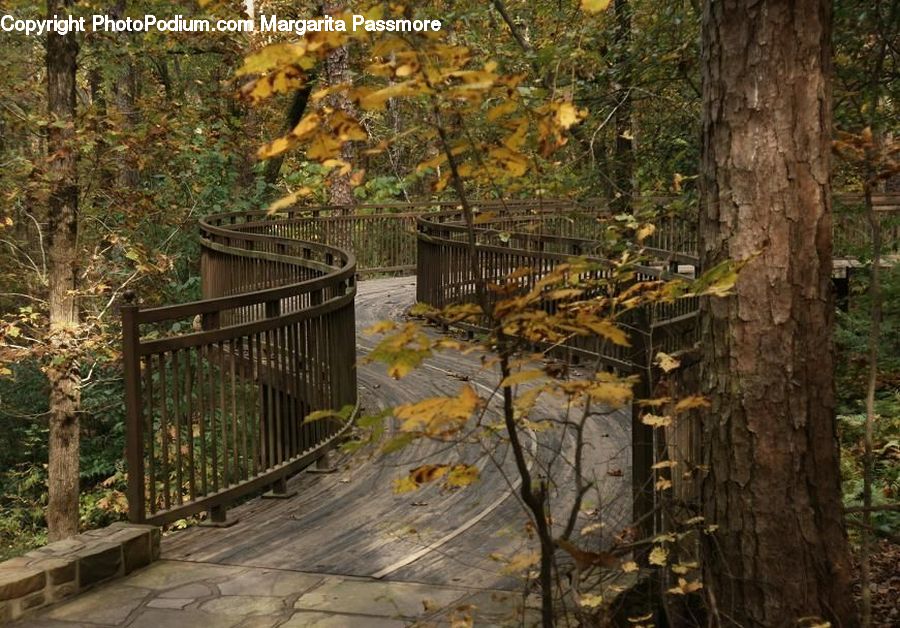 Plant, Potted Plant, Flagstone, Boardwalk, Deck, Path, Sidewalk