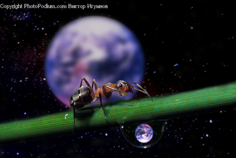 Ant, Insect, Invertebrate, Droplet, Mosquito, Asilidae, Lighting