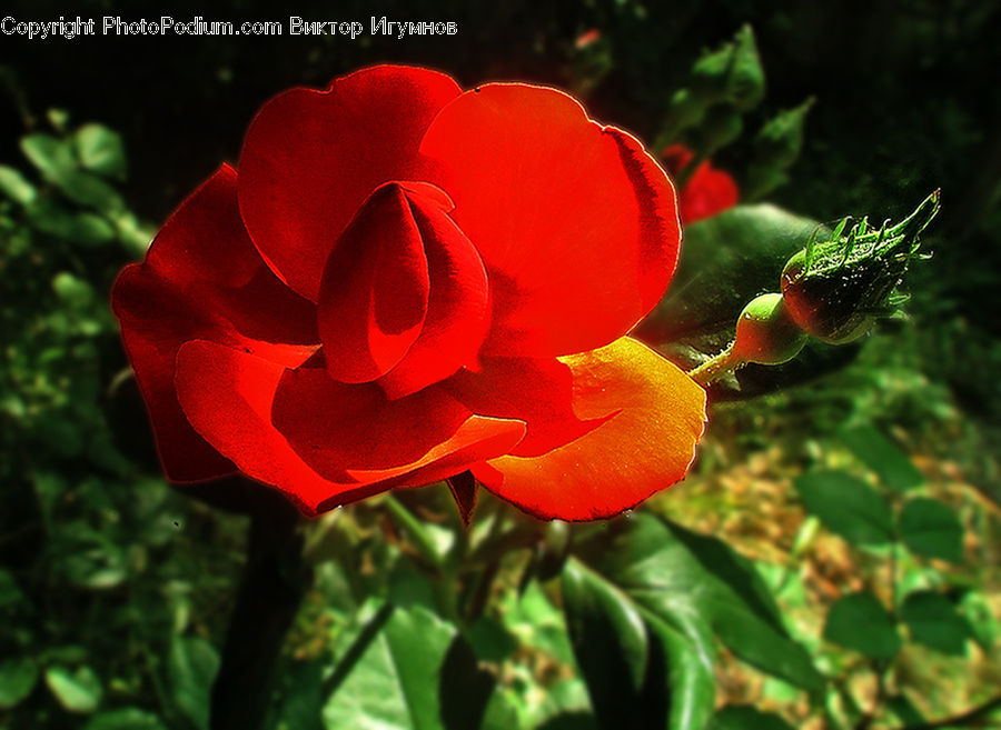 Blossom, Flora, Flower, Plant, Geranium, Hip Fruit, Moss