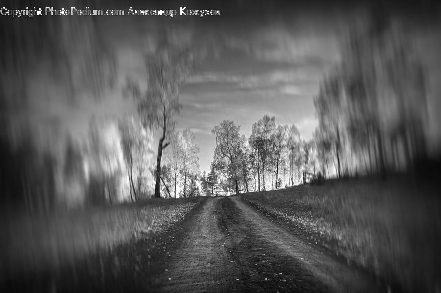 Dirt Road, Gravel, Road, Plant, Tree, Forest, Vegetation