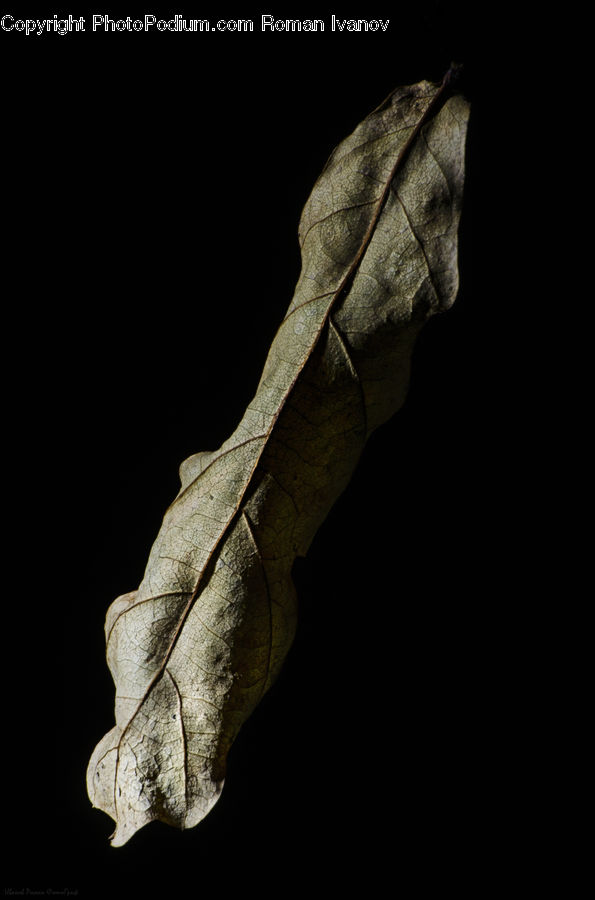 People, Person, Human, Art, Gargoyle, Statue, Leaf