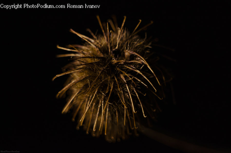 Fireworks, Night