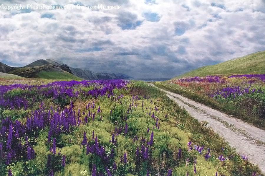 Lavender, Plant, Flora, Flower, Foxglove, Lupin, Blossom