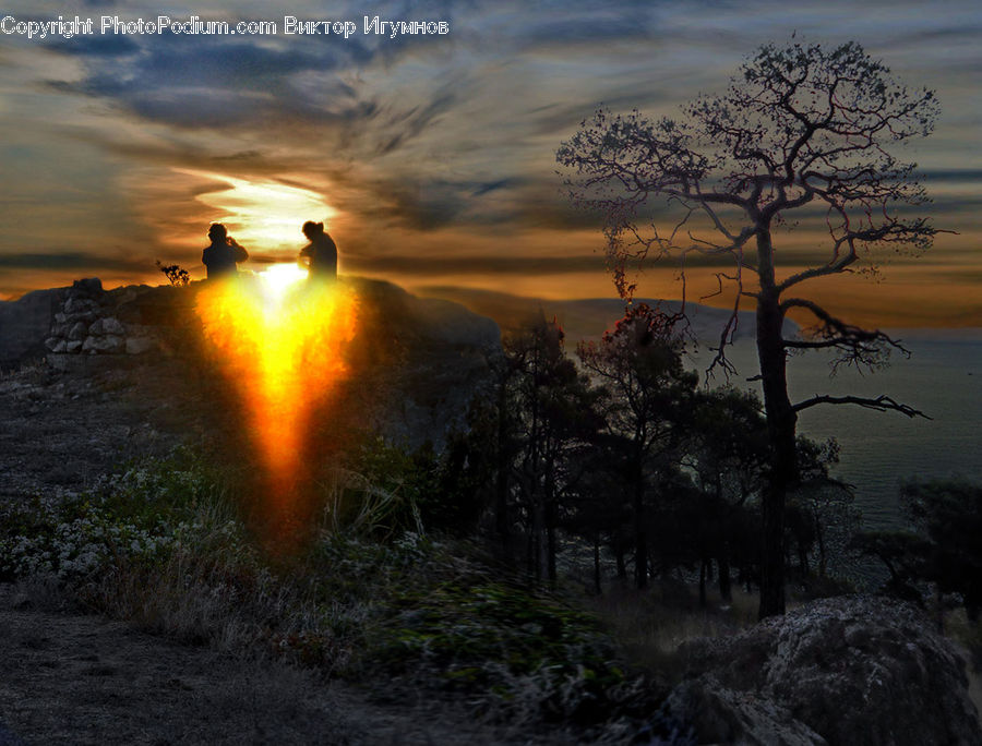 Forest, Vegetation, Plant, Tree, Dawn, Dusk, Sky