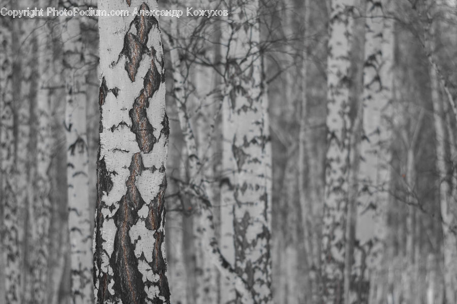 Birch, Tree, Wood, Forest, Vegetation, Plant, Oak