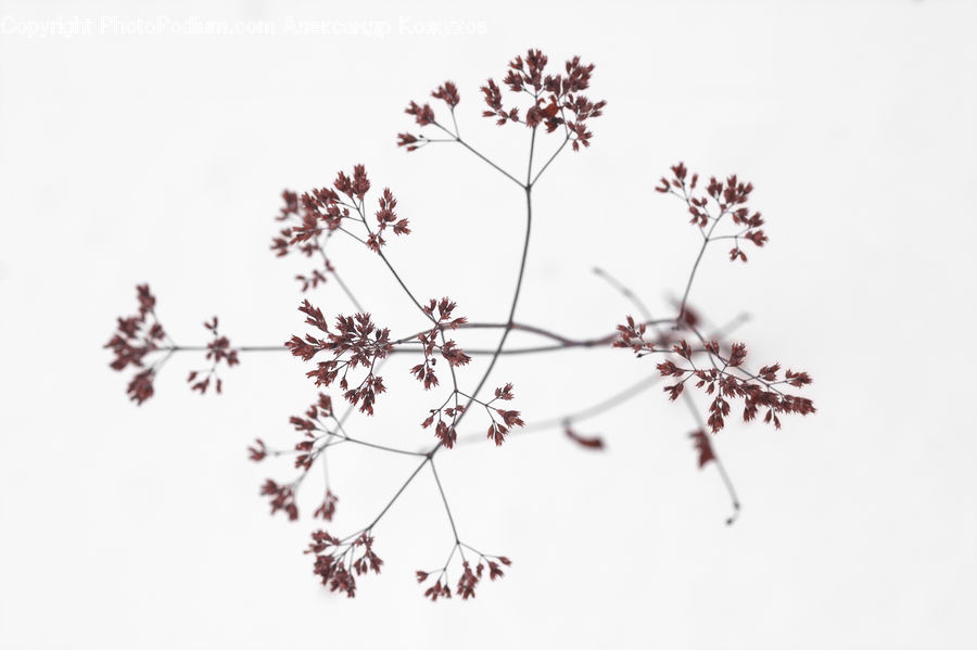 Blossom, Flora, Flower, Plant, Cherry Blossom, Flower Arrangement, Ikebana