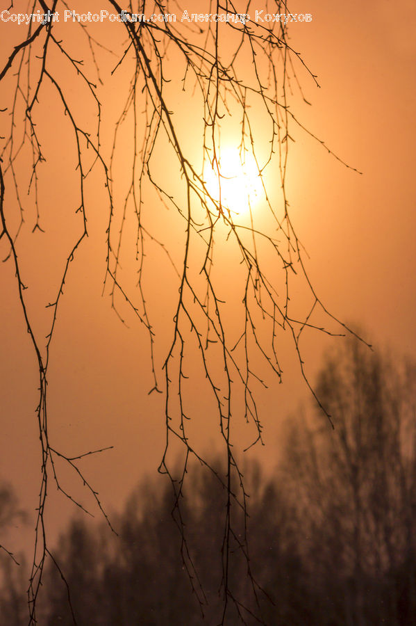 Fog, Dawn, Dusk, Sky, Sunrise, Sunset, Field