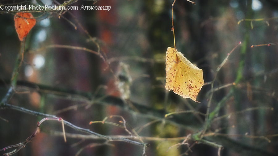 Arachnid, Garden Spider, Insect, Invertebrate, Spider, Conifer, Fir
