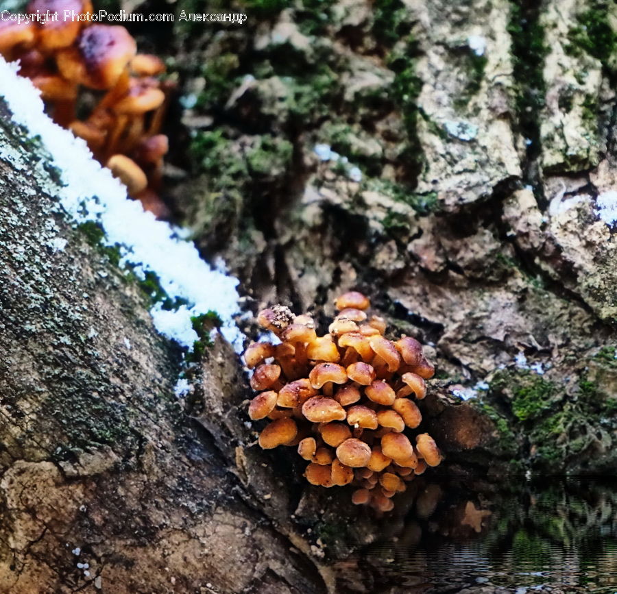Agaric, Amanita, Fungus, Mushroom, Plant, Conifer, Fir
