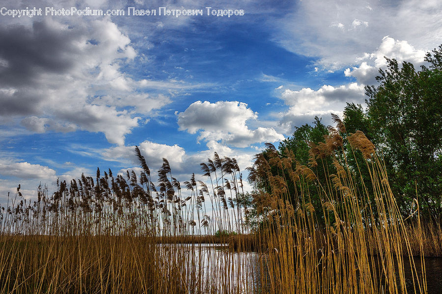 Grass, Plant, Reed, Field, Grassland, Bamboo, Wood