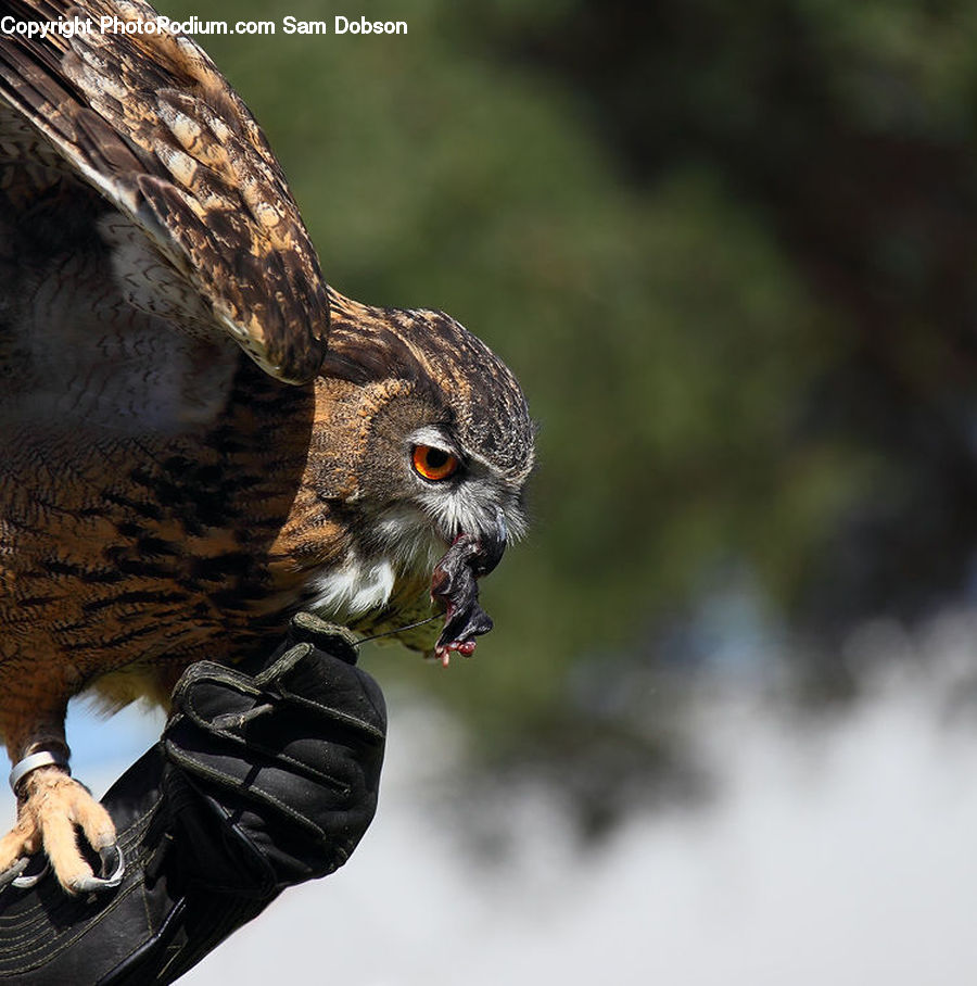 Bird, Buzzard, Harrier, Hawk, Vulture, Beak, Blackbird