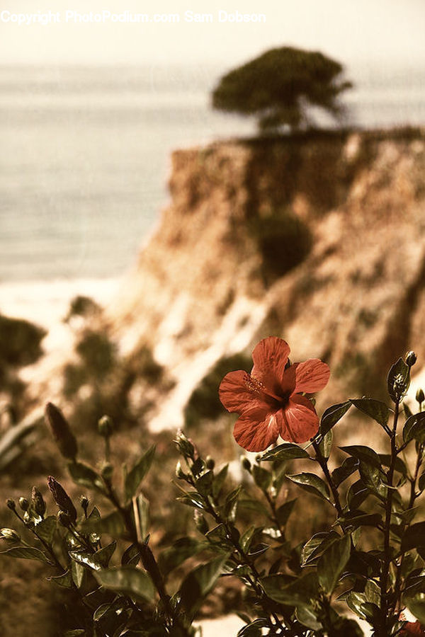 Fiber, Flax, Flora, Flower, Plant, Blossom, Geranium