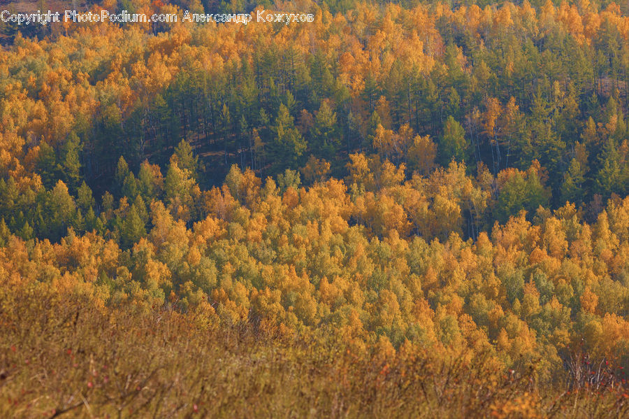 Conifer, Larch, Tree, Wood, Fir, Plant, Field