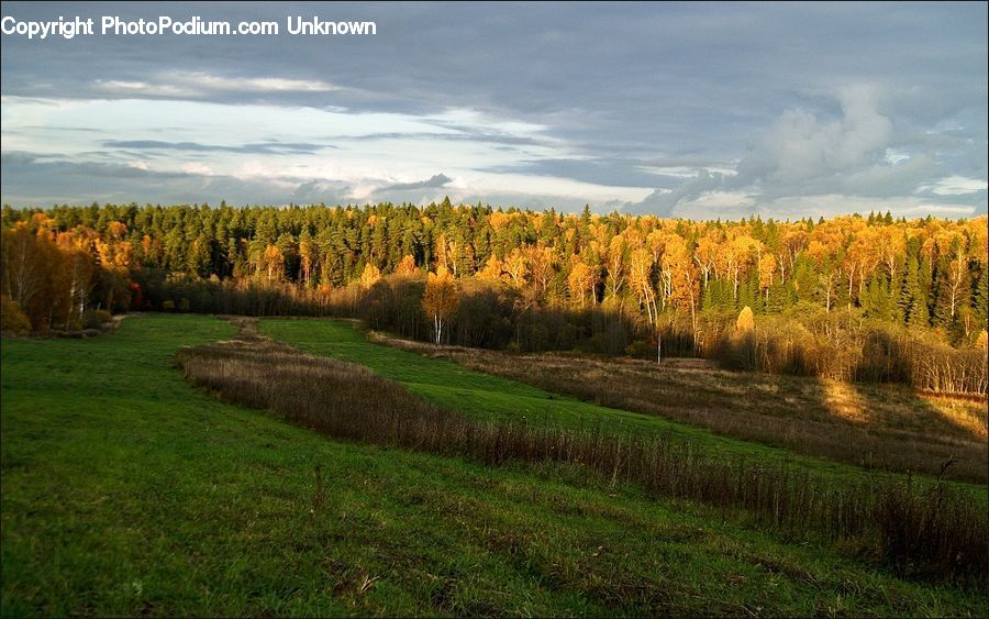Conifer, Fir, Plant, Tree, Pine, Spruce, Wood