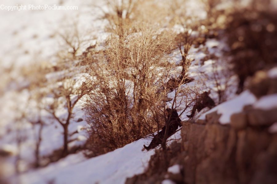 Plant, Tree, Oak, Sycamore, Tree Trunk, Wood, Landscape