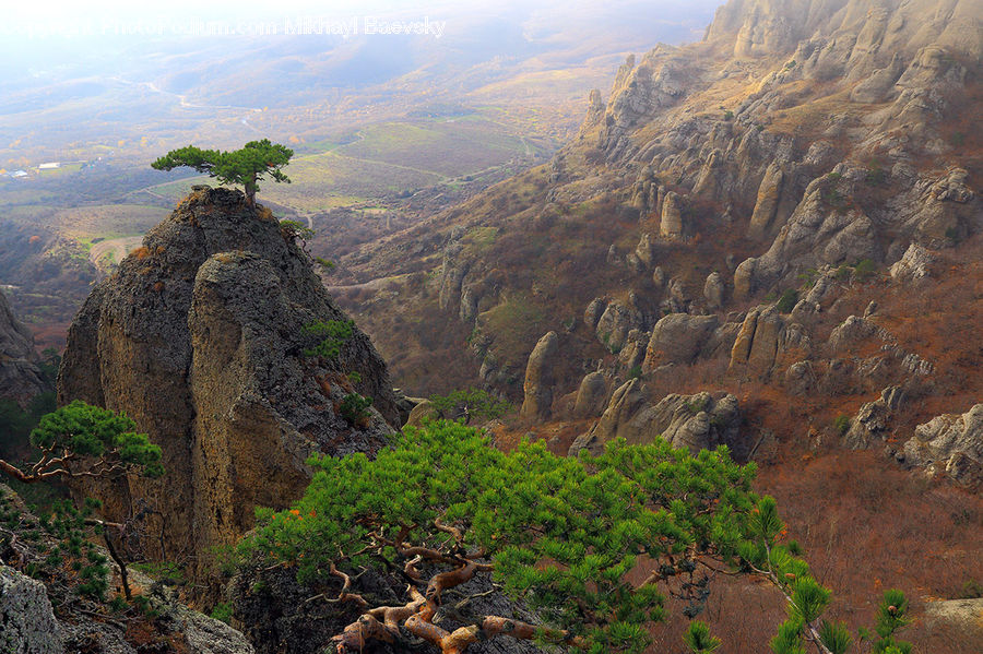 Conifer, Fir, Plant, Tree, Landslide, Soil, Canyon