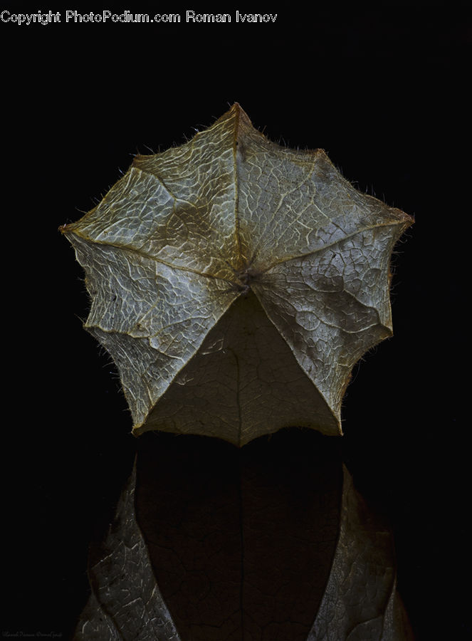 Maple, Maple Leaf, Plant, Leaf, Tree, Wood, Oak