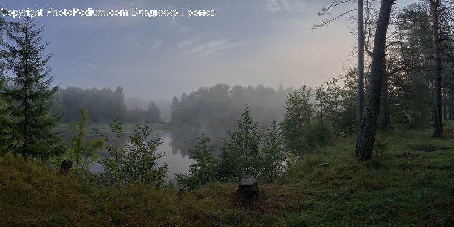 Conifer, Fir, Pine, Spruce, Wood, Fog, Plant