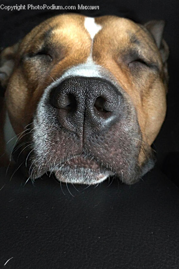 Animal, Boxer, Bulldog, Canine, Dog, Mammal, Pet